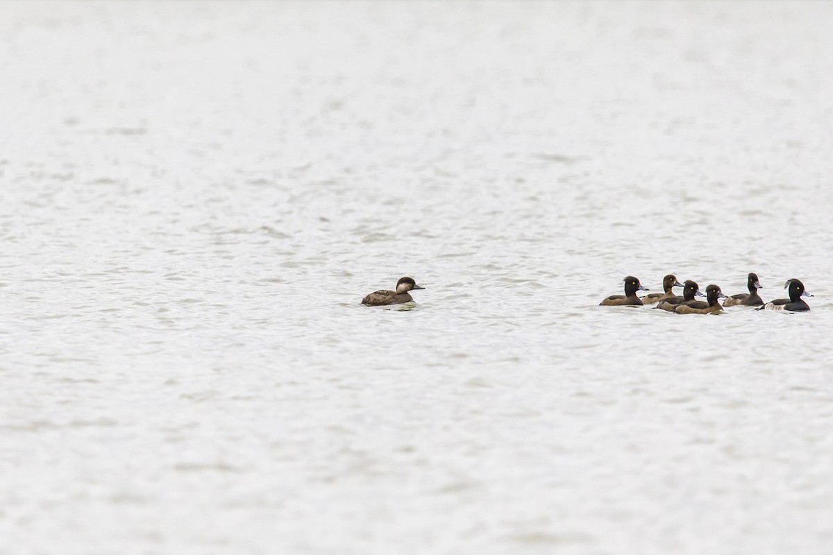 Black Scoter - ML644962098