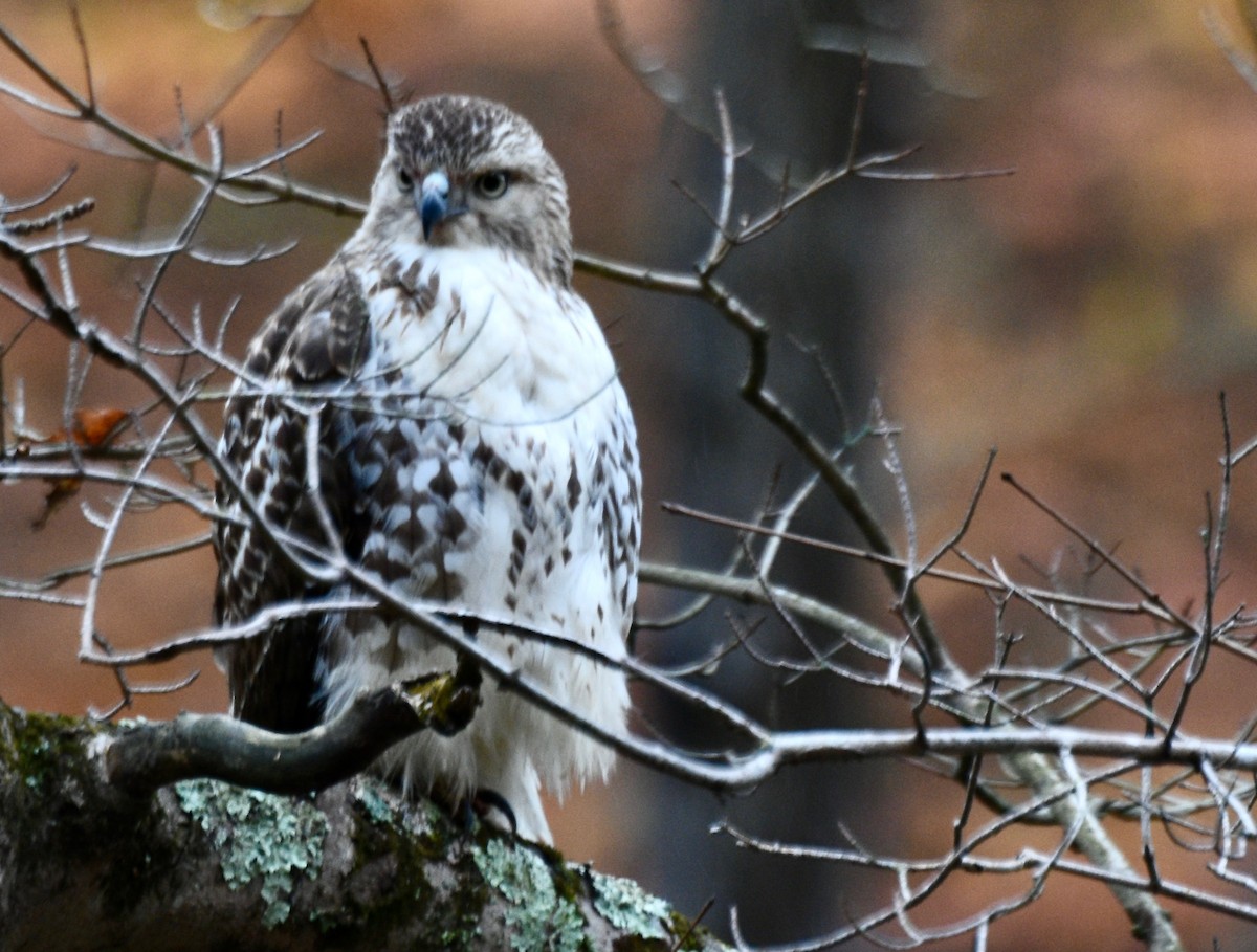 Канюк неоарктичний - ML644962102