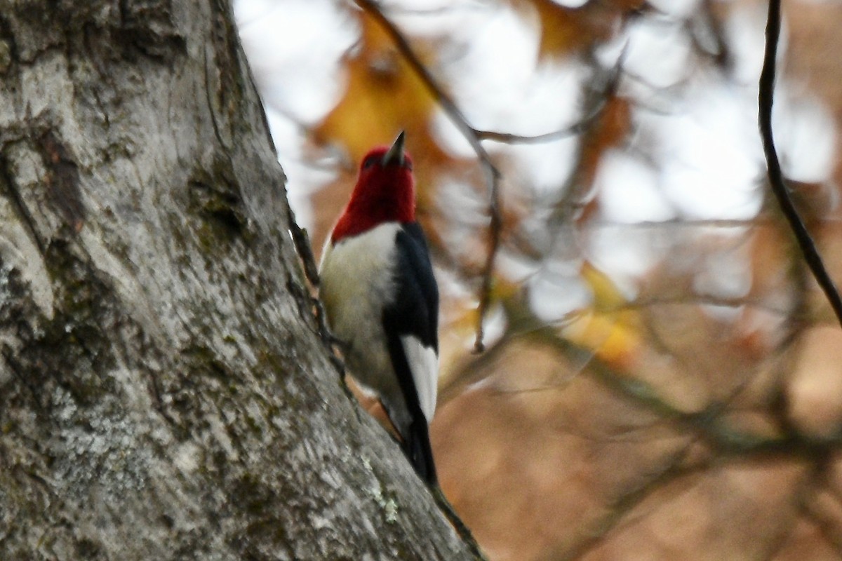 Гіла червоноголова - ML644962119