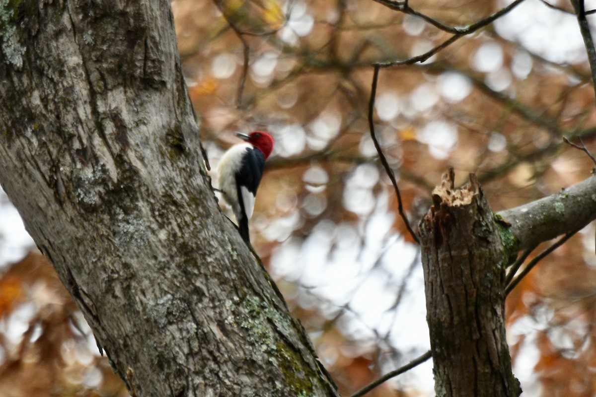 Гіла червоноголова - ML644962141