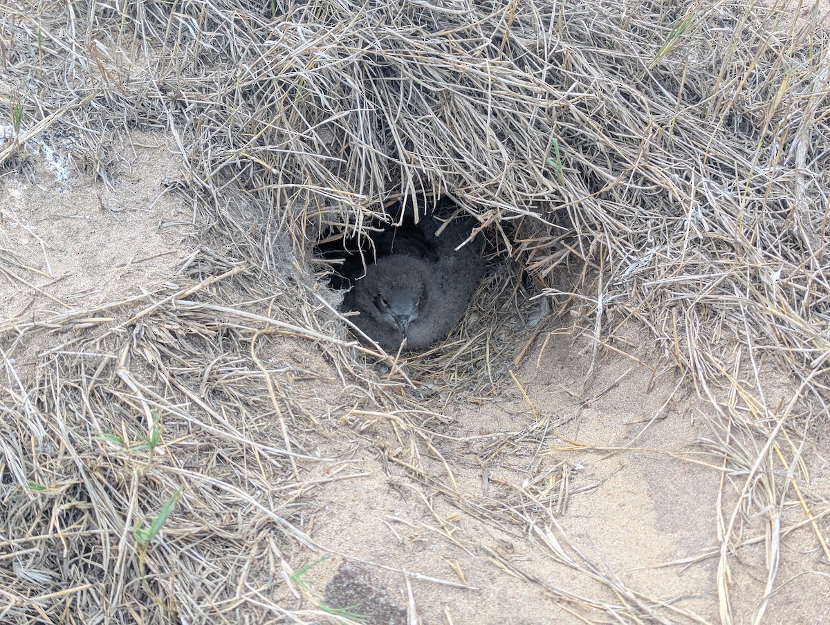 Wedge-tailed Shearwater - ML644962142