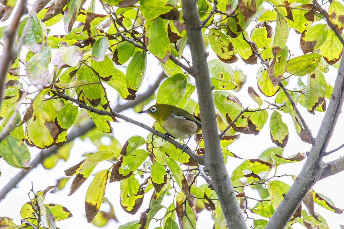 Warbling White-eye - ML644962186