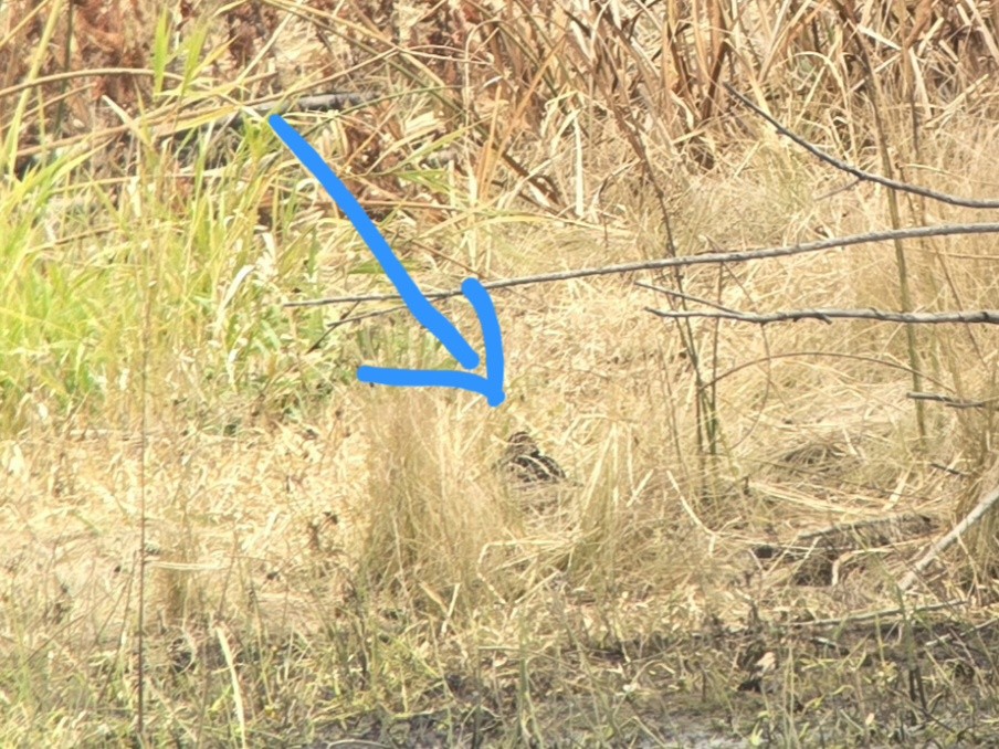 Wilson's Snipe - ML644962190