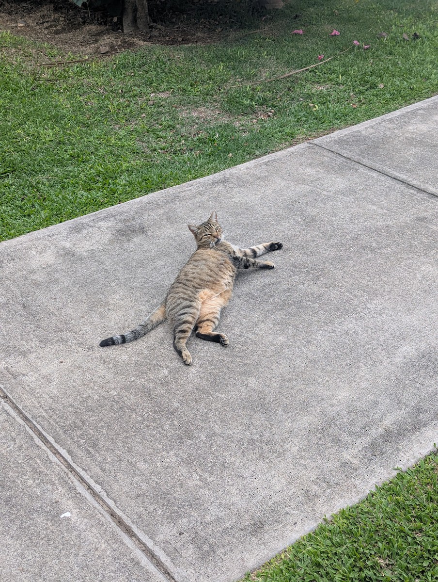 Domestic Cat - ML644962195