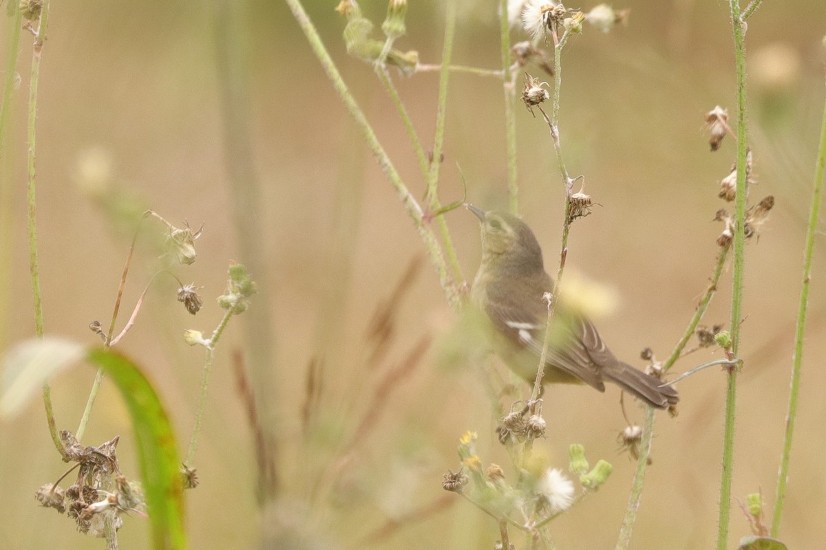 Cinereous Conebill - ML644962223