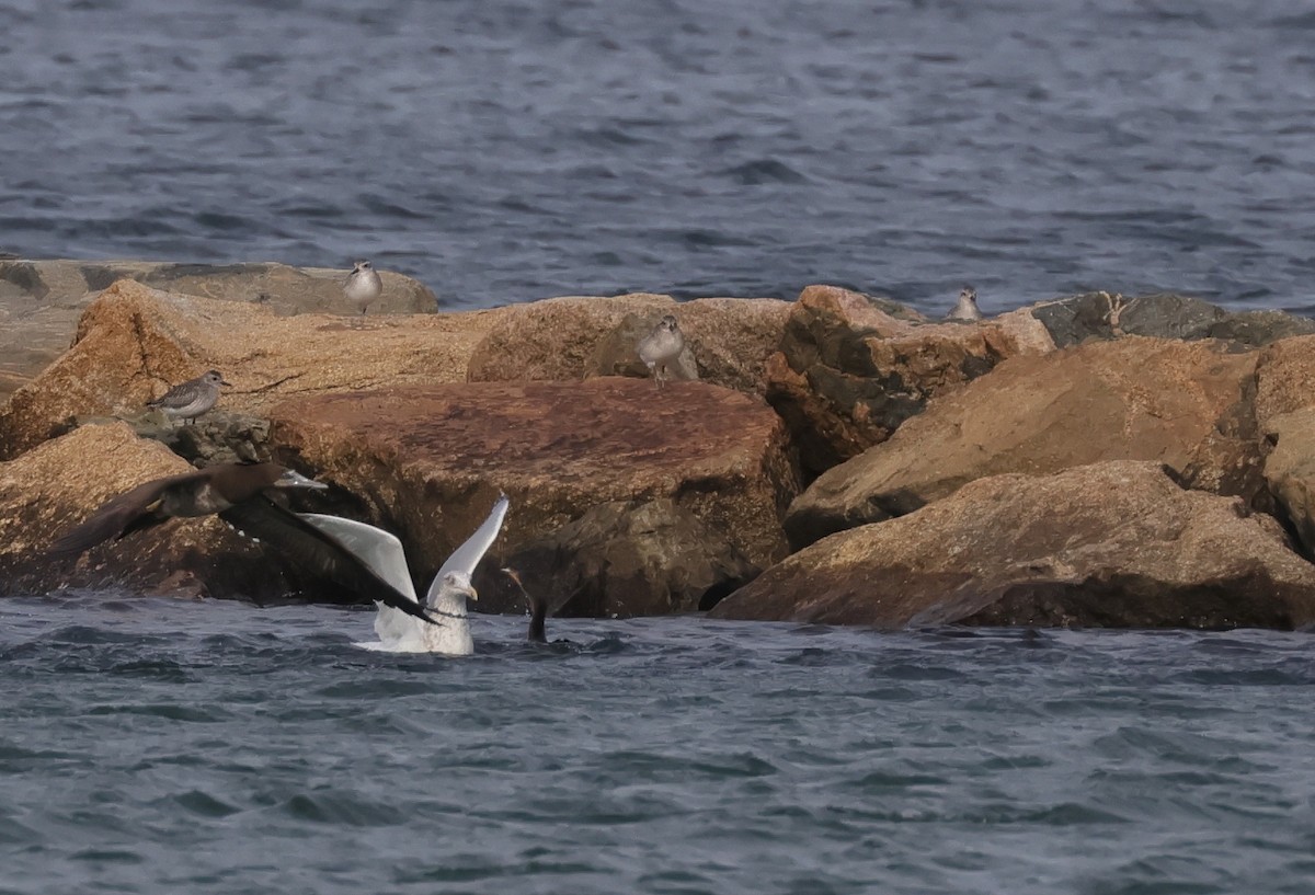Black-bellied Plover - ML644962290