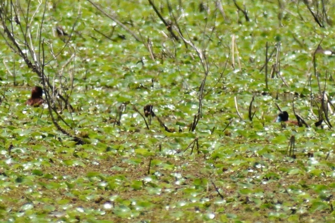 maskeand - ML644962303