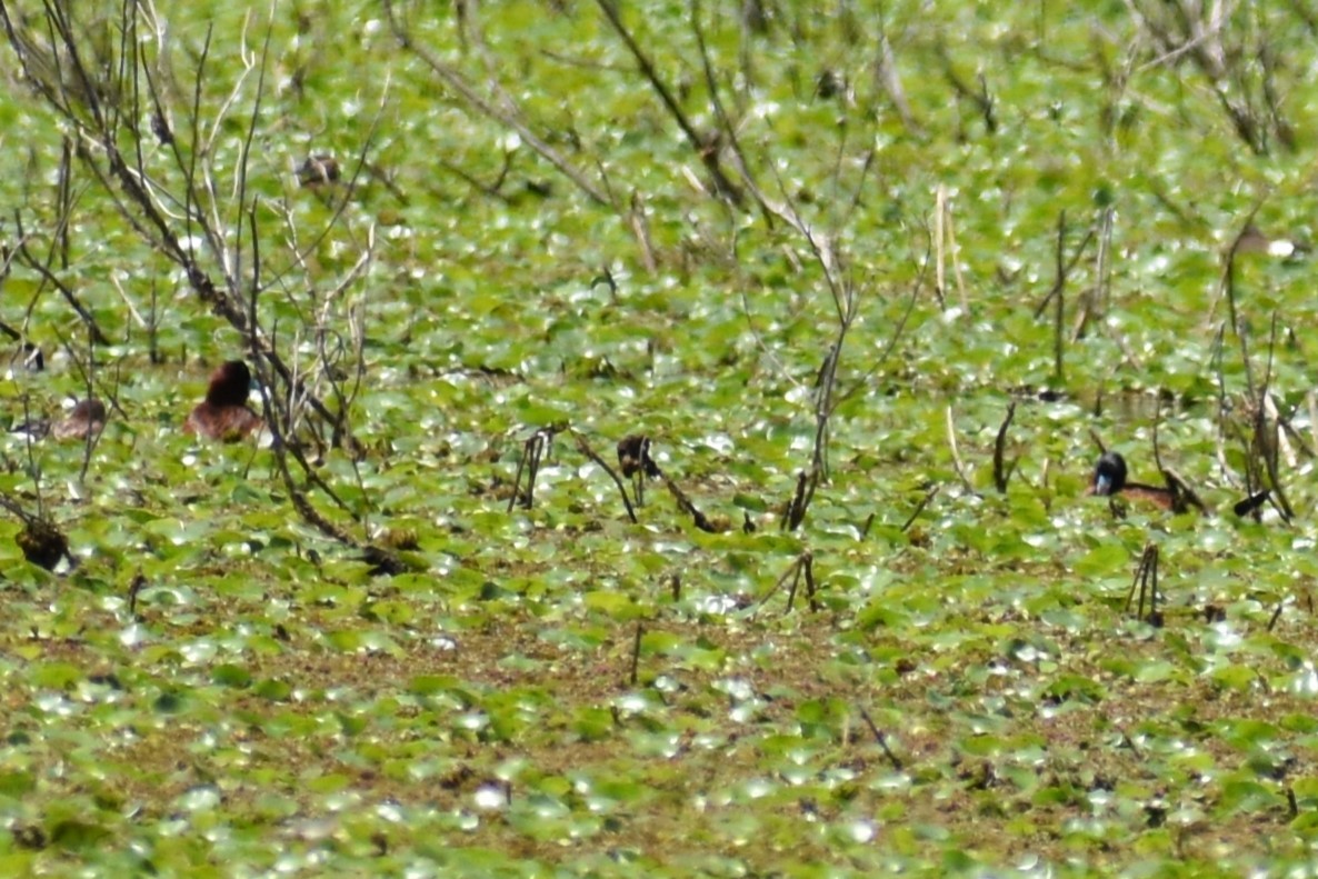 maskeand - ML644962304