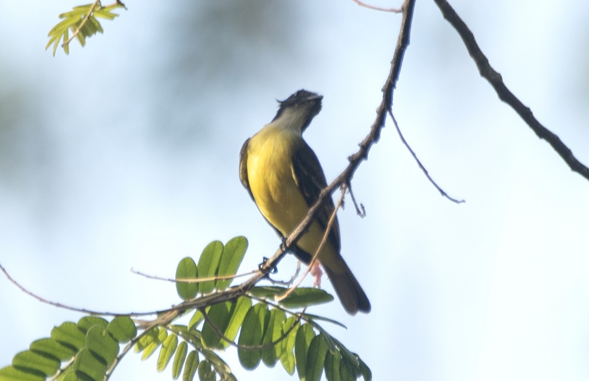 Tyran sociable - ML644962315