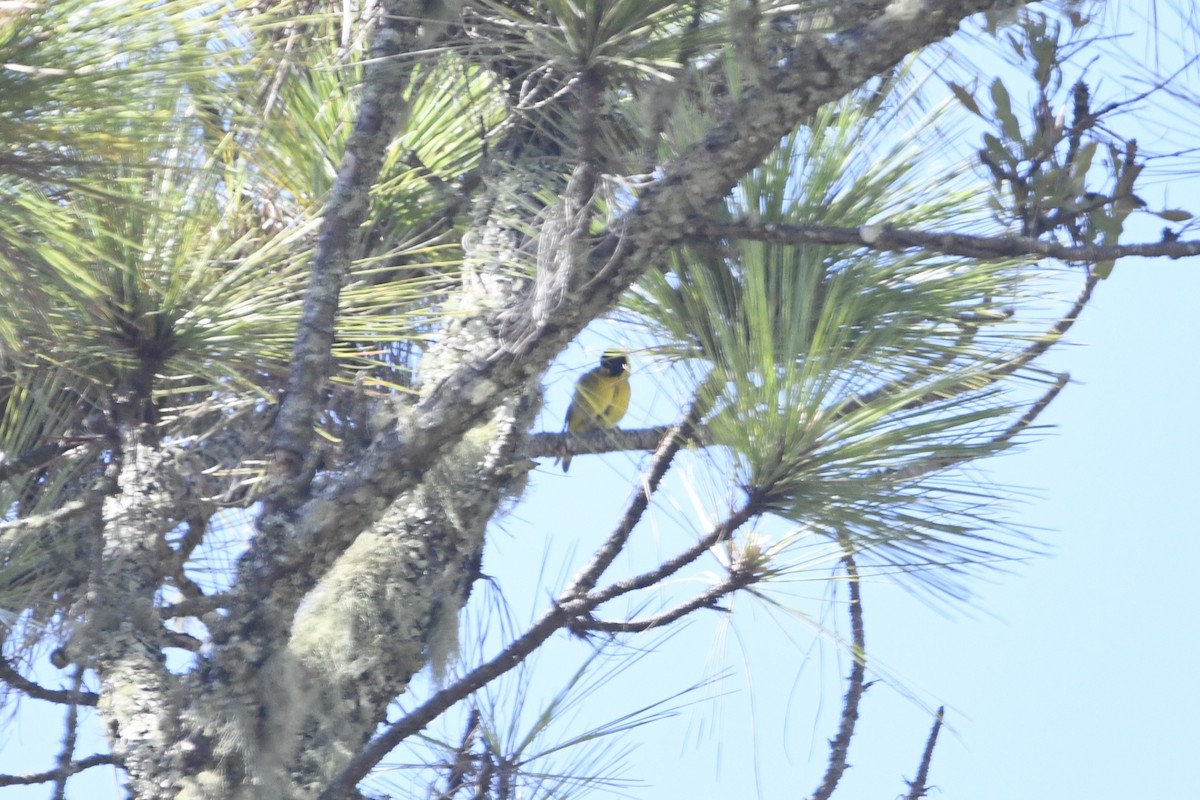 Antillean Siskin - ML644962325