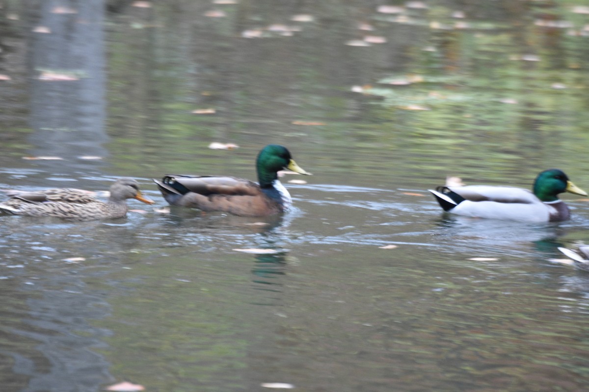 Крижень звичайний - ML644962336