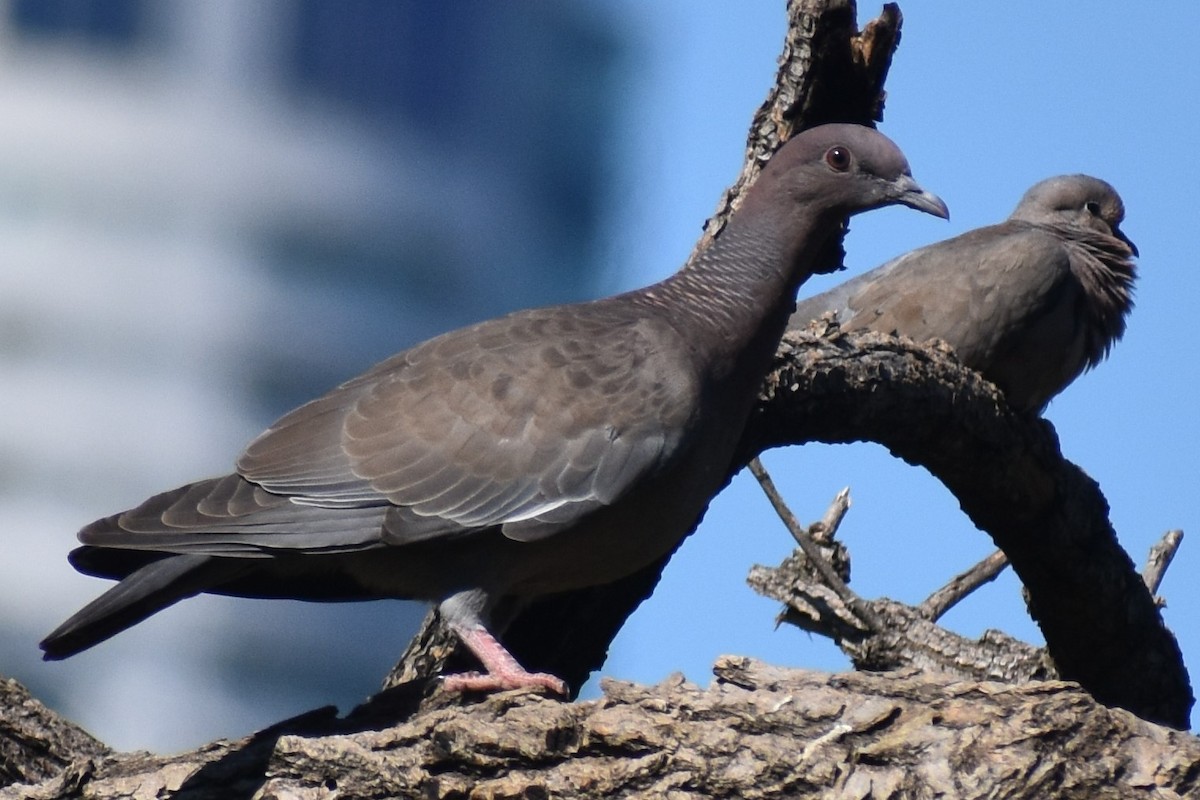 アカメバト - ML644962338