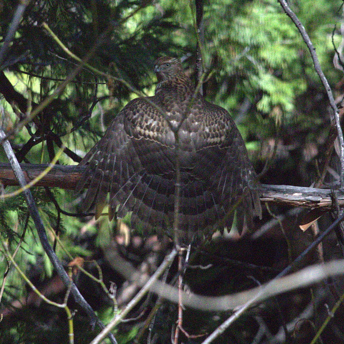 American Goshawk - ML644962372