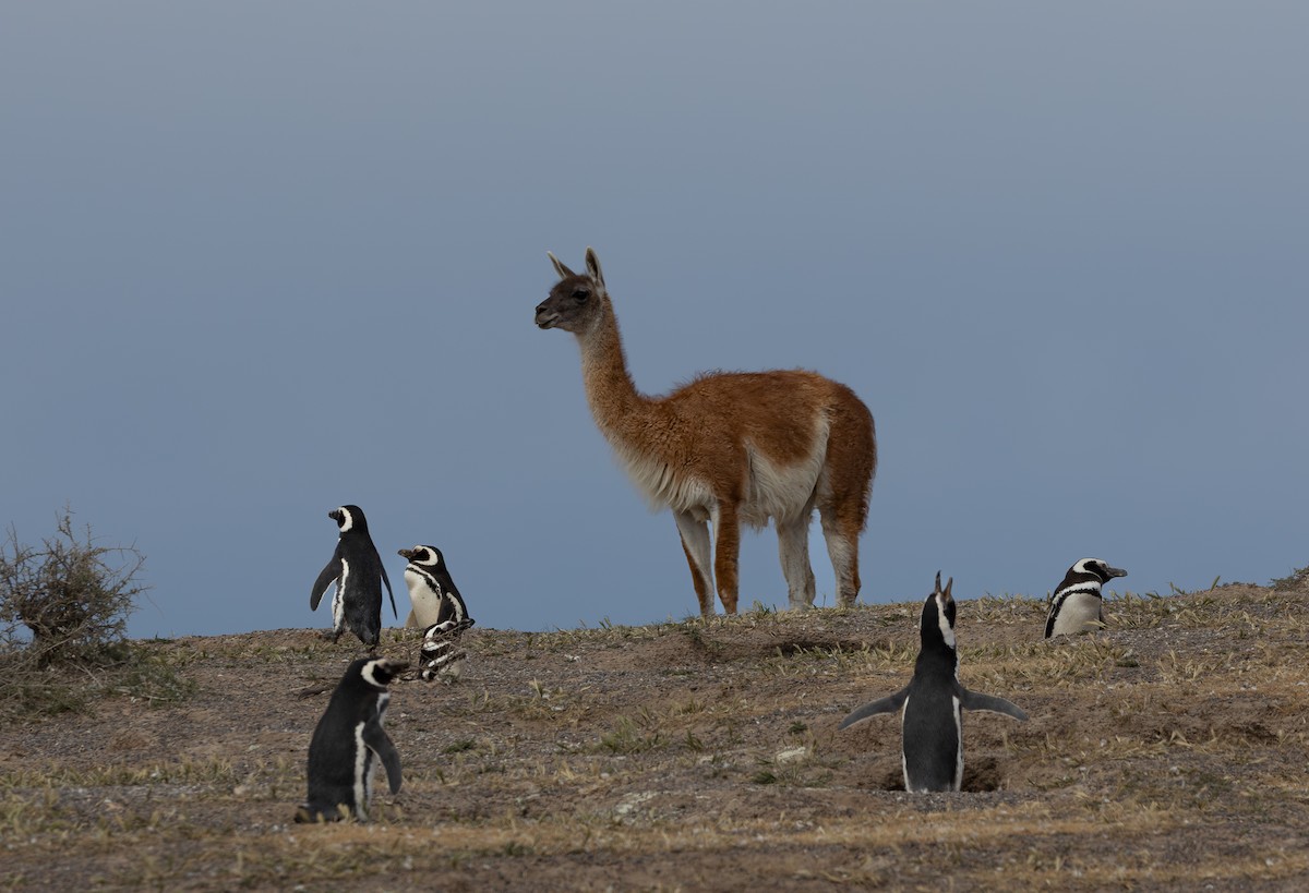 Magellanpinguin - ML644962378