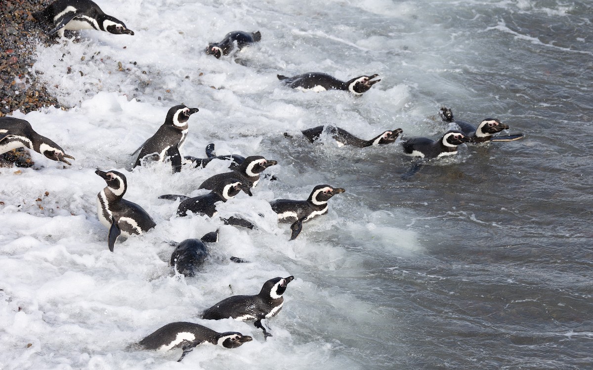 Magellanpinguin - ML644962379