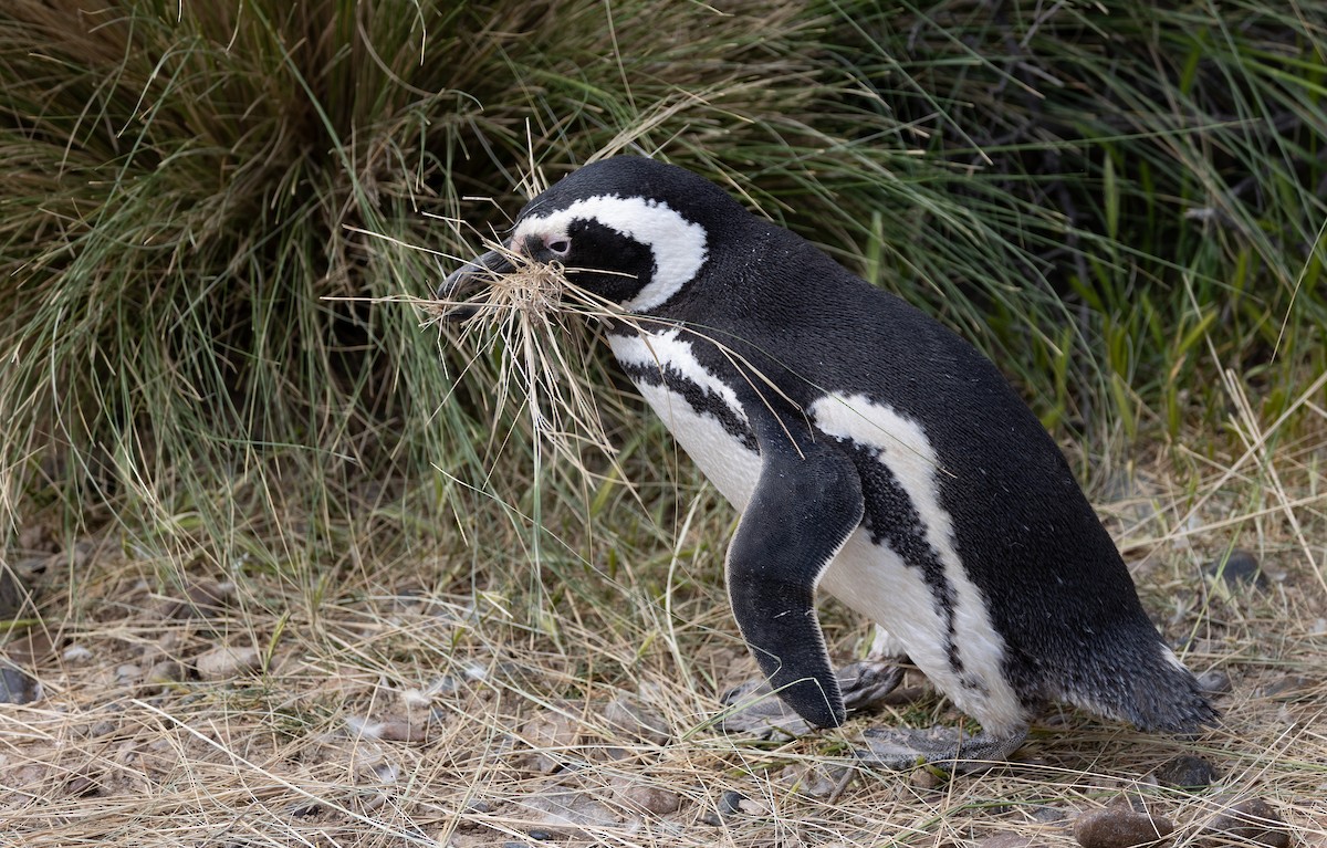 Magellanpinguin - ML644962380