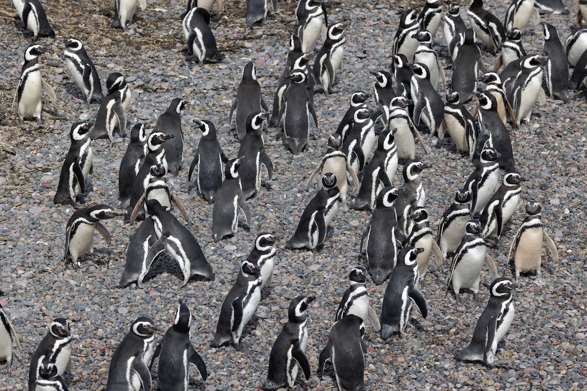 Magellanpinguin - ML644962381