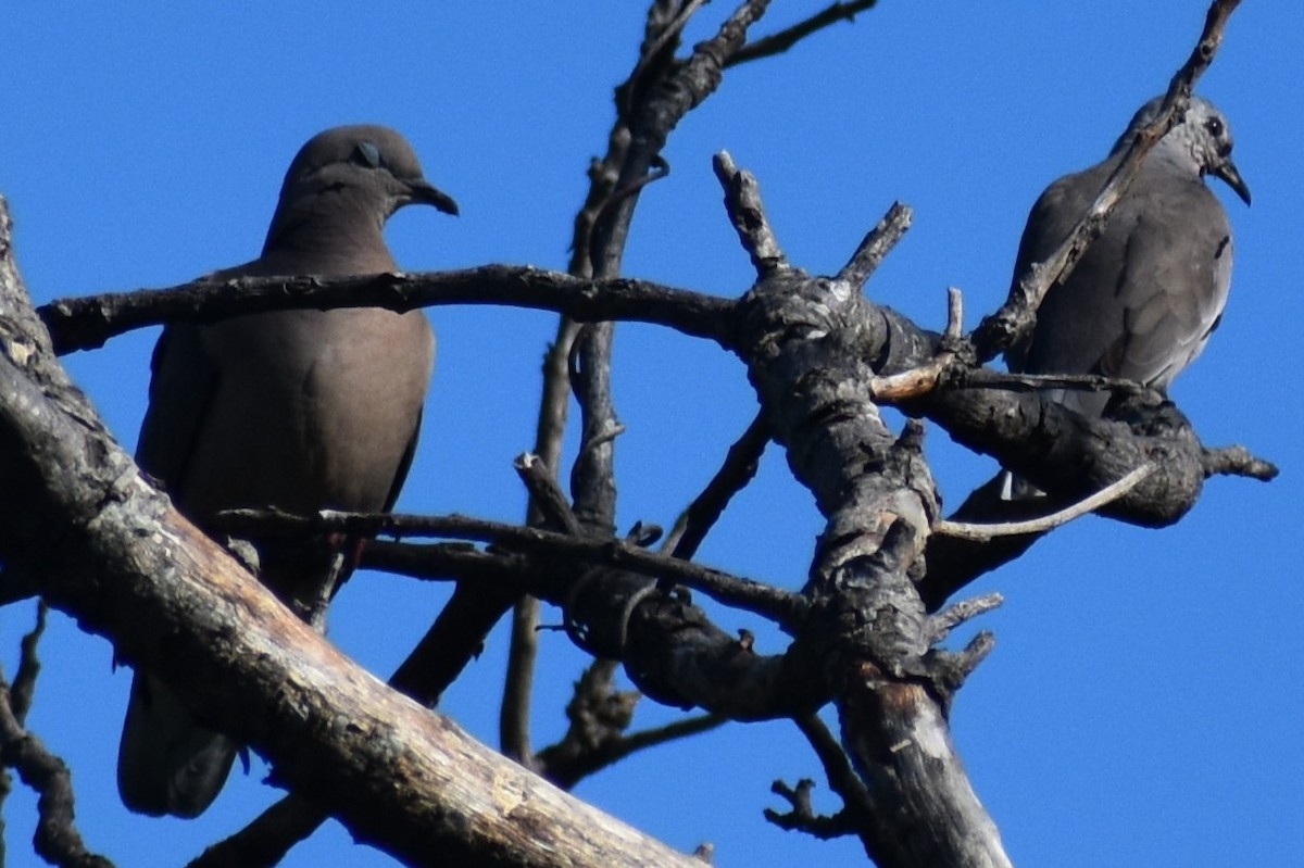 holoubek pikui - ML644962392