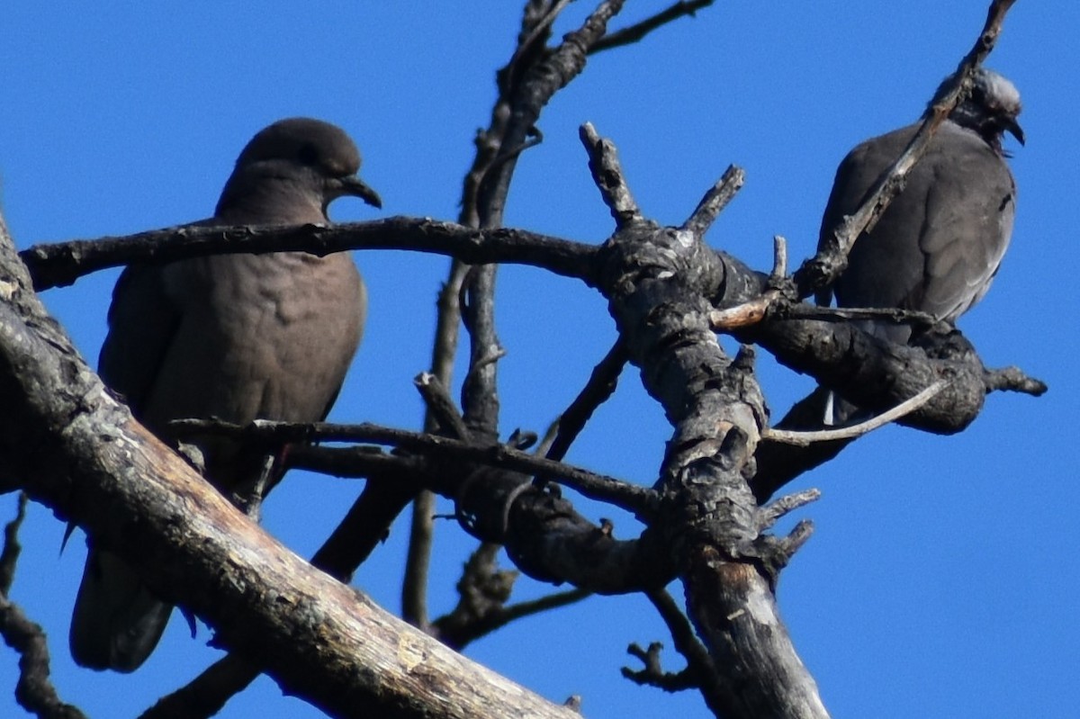 holoubek pikui - ML644962393