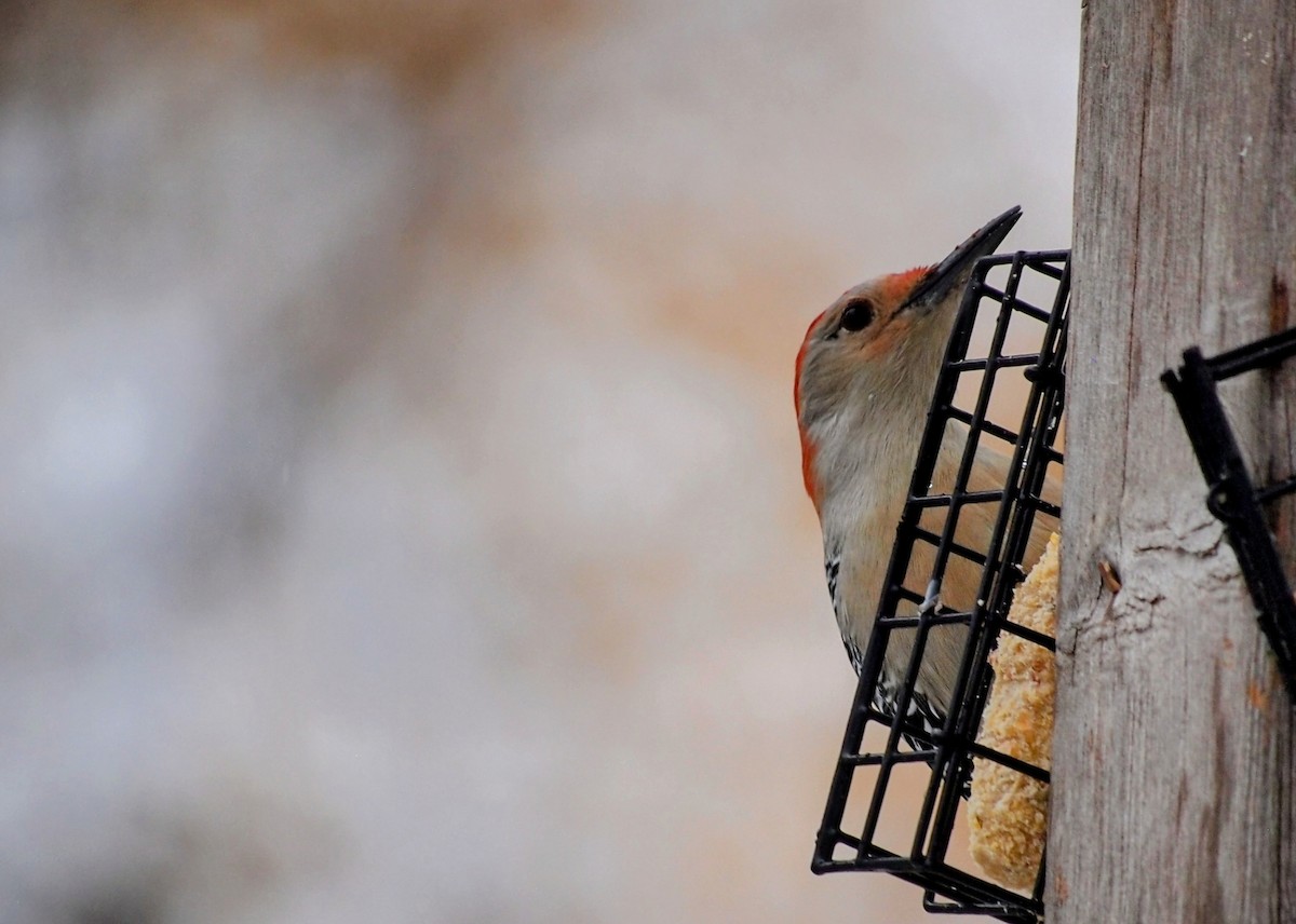Red-bellied Woodpecker - ML644962399