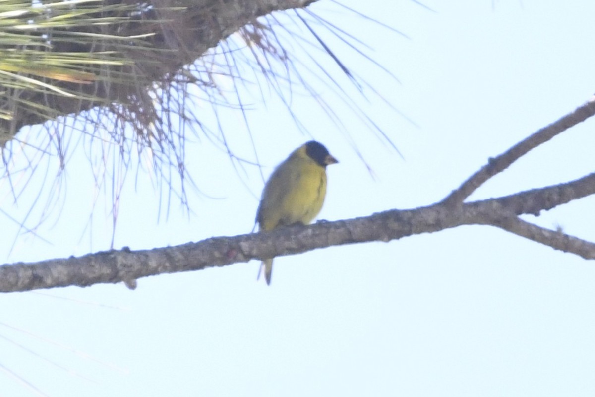 Antillean Siskin - ML644962400
