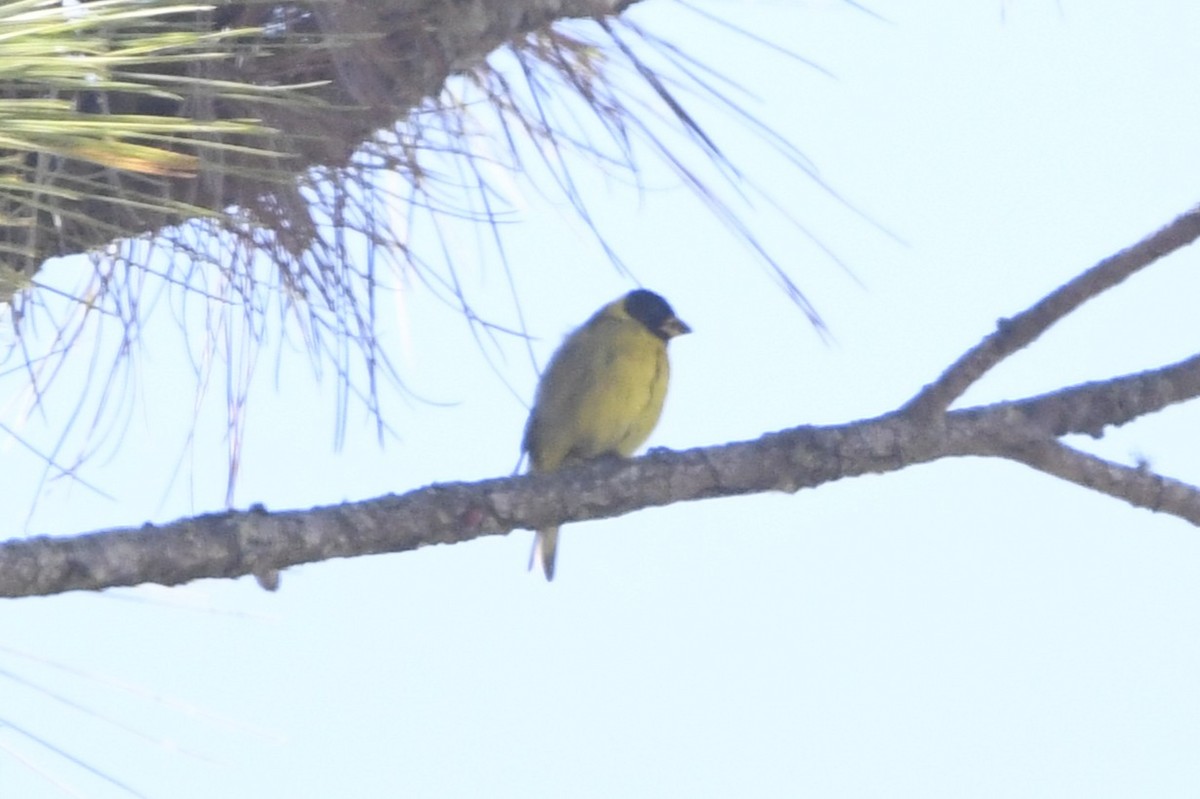 Antillean Siskin - ML644962401