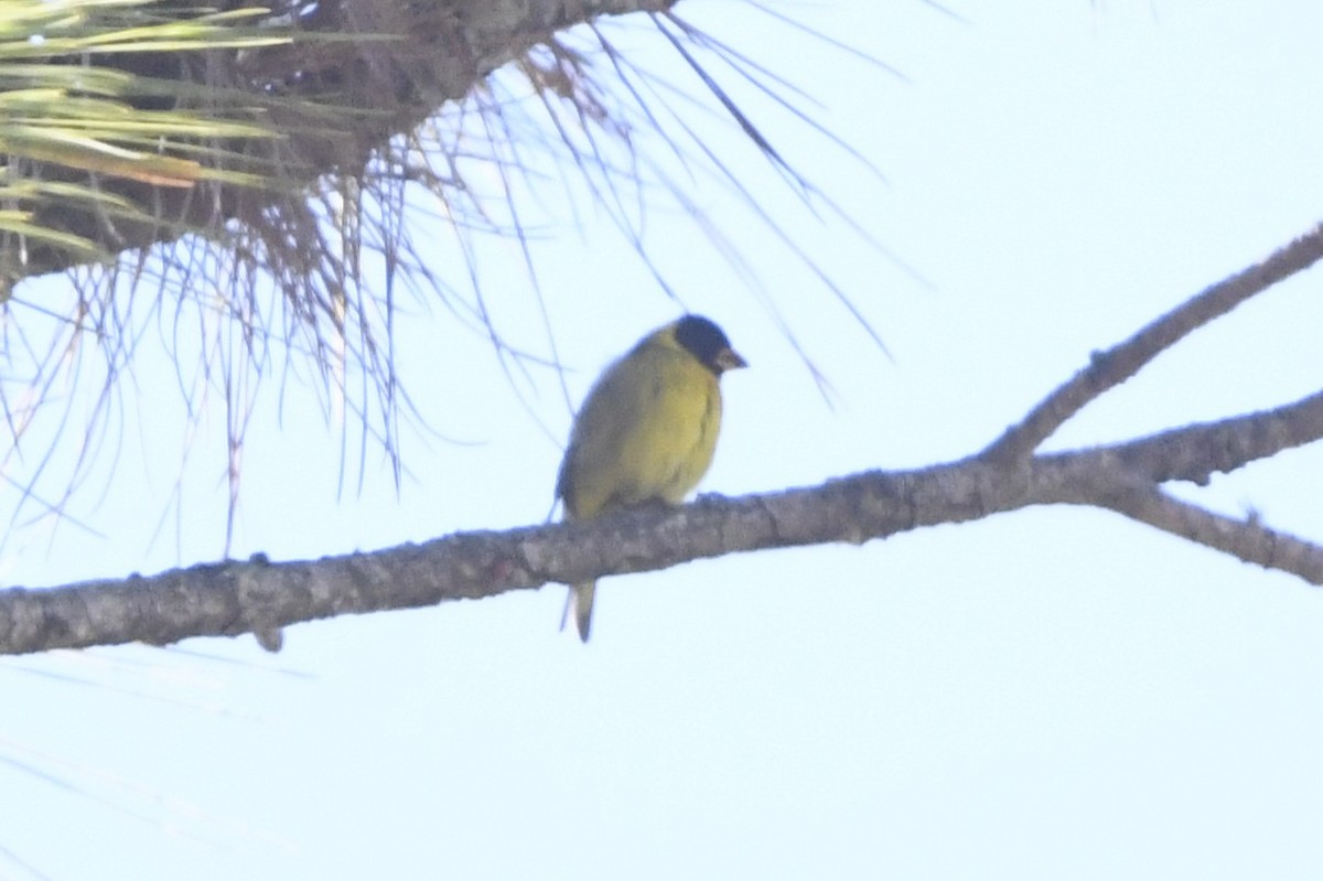 Antillean Siskin - ML644962402