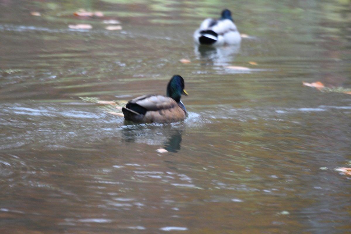 Крижень звичайний - ML644962403