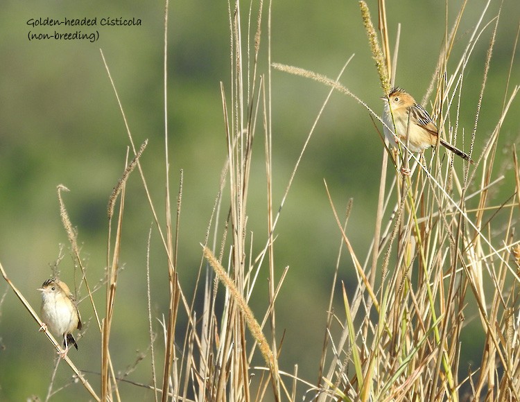 Golden-headed Cisticola - ML64496241