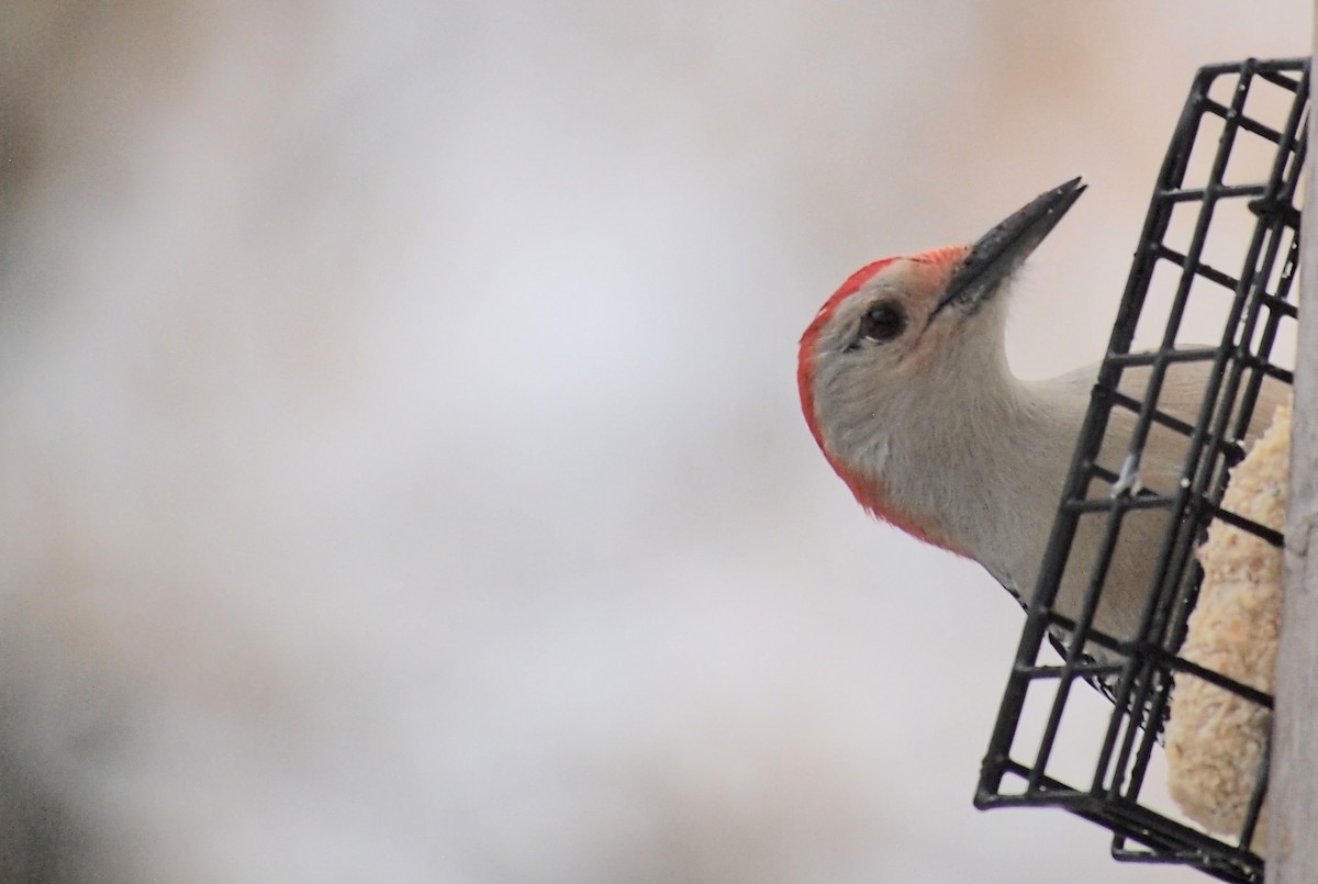 Red-bellied Woodpecker - ML644962418