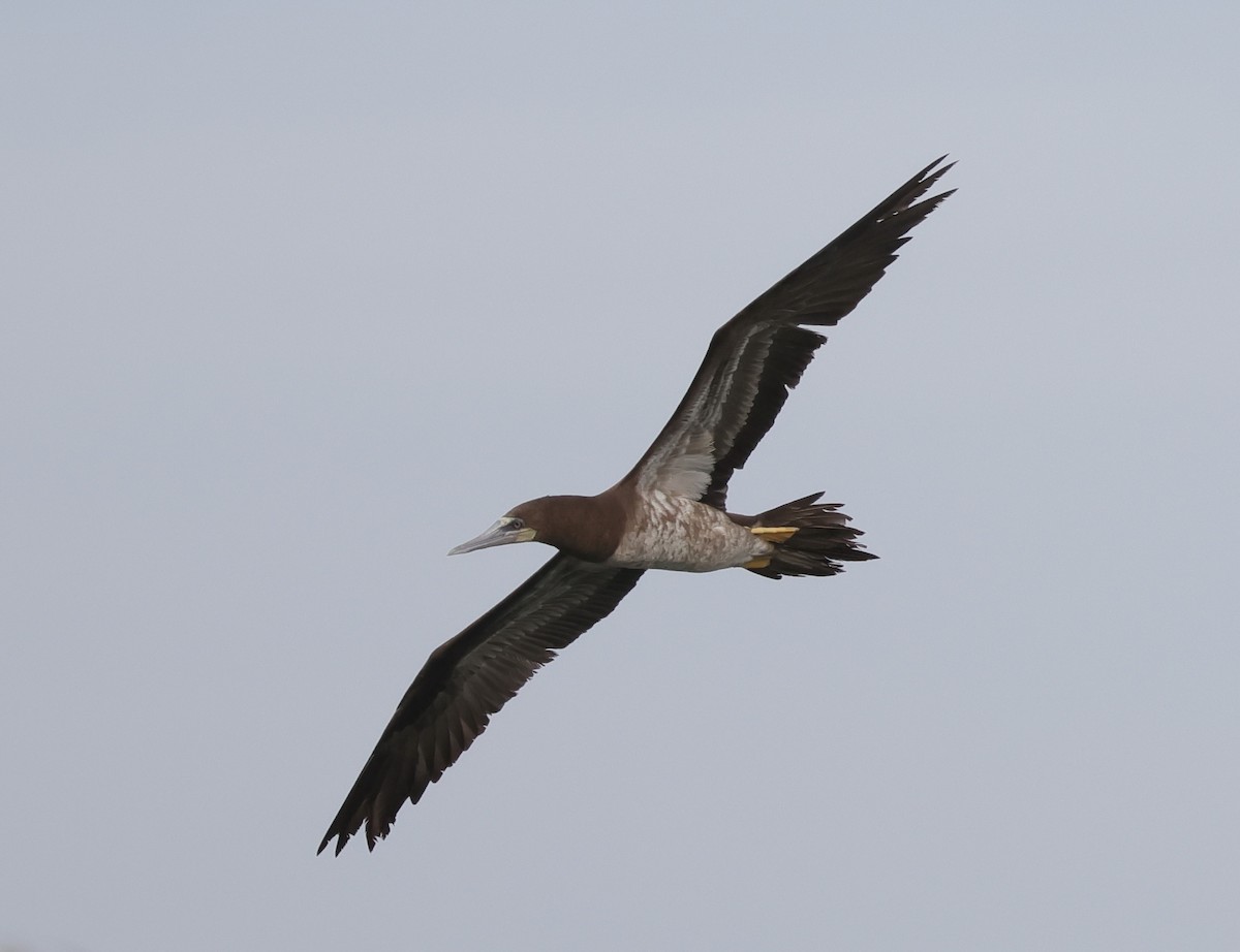 Brown Booby - ML644962437