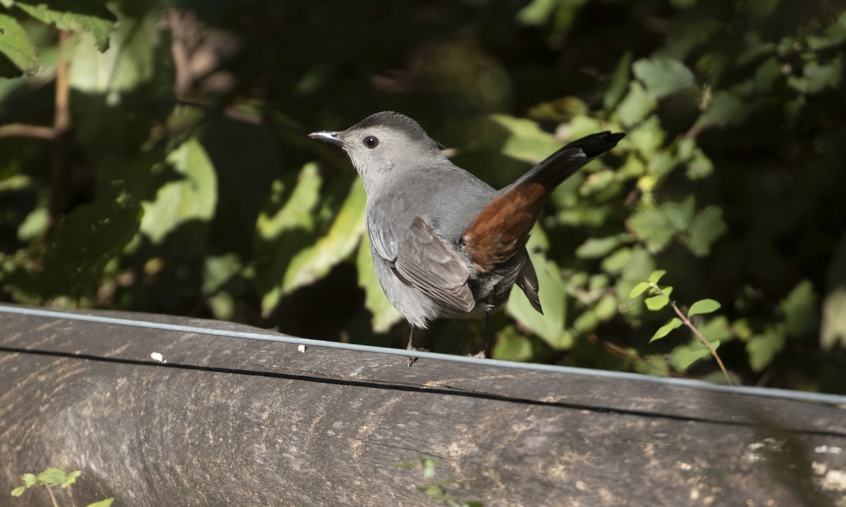 Gray Catbird - ML644962438