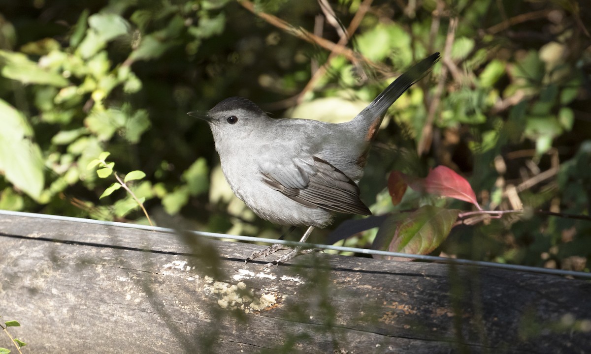 Gray Catbird - ML644962439
