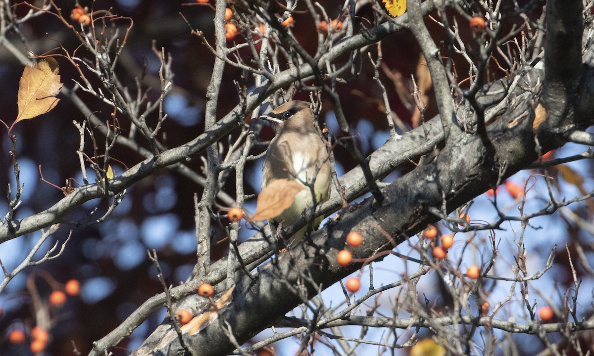 Cedar Waxwing - ML644962448