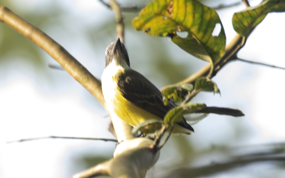 Tyran sociable - ML644962452