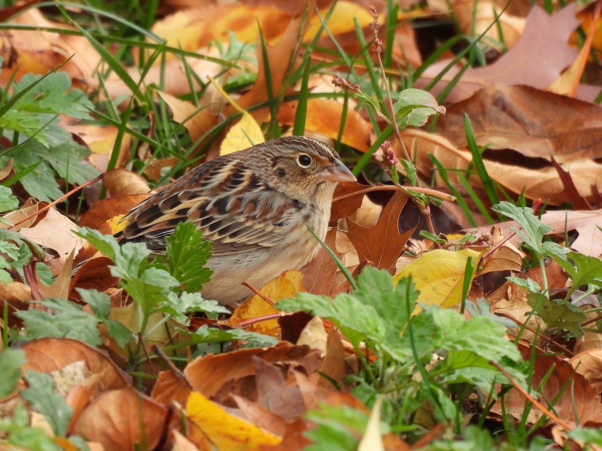 Grasshopper Sparrow - ML644962456