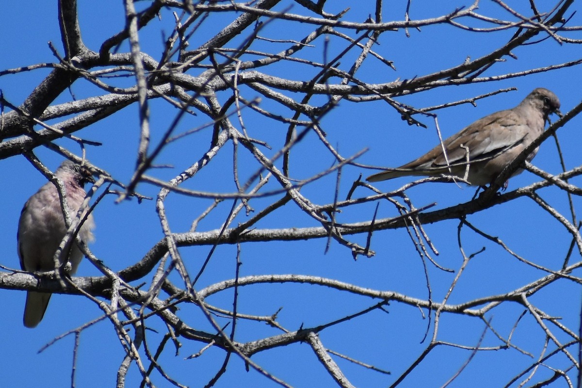 holoubek pikui - ML644962457