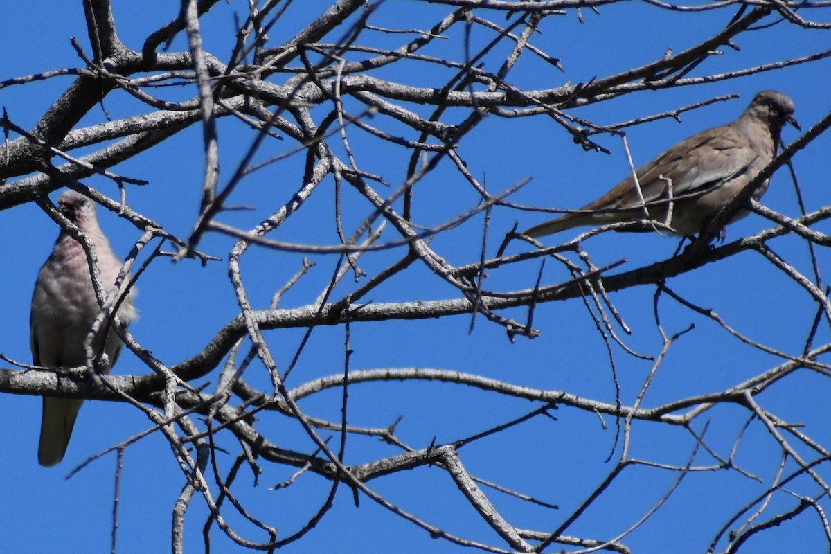 holoubek pikui - ML644962458