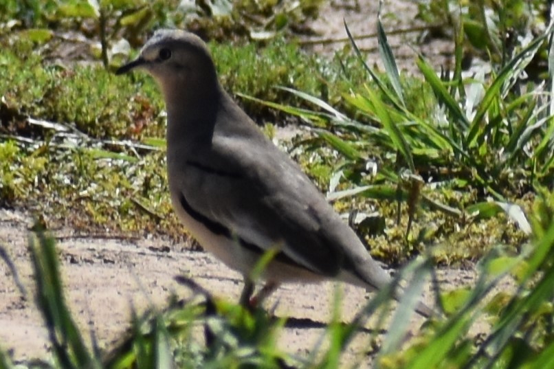 holoubek pikui - ML644962482