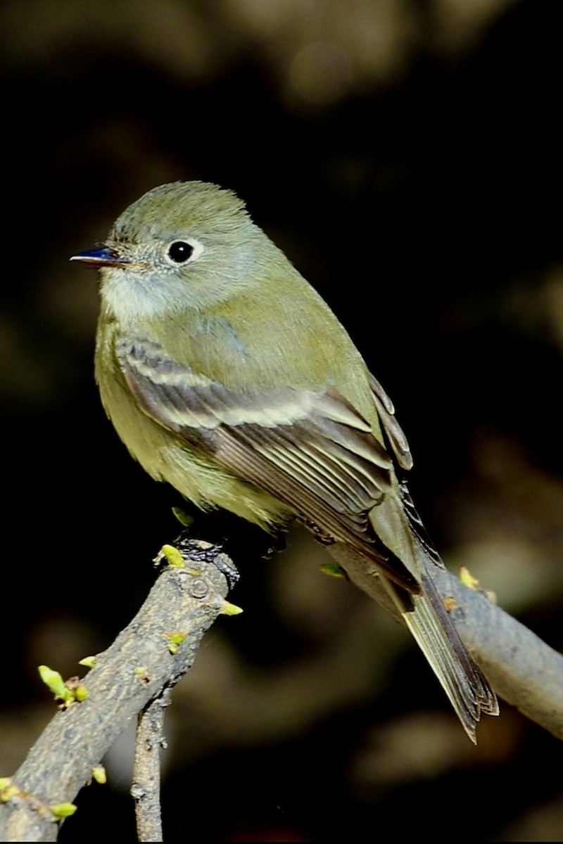 Hammond's Flycatcher - ML644962484
