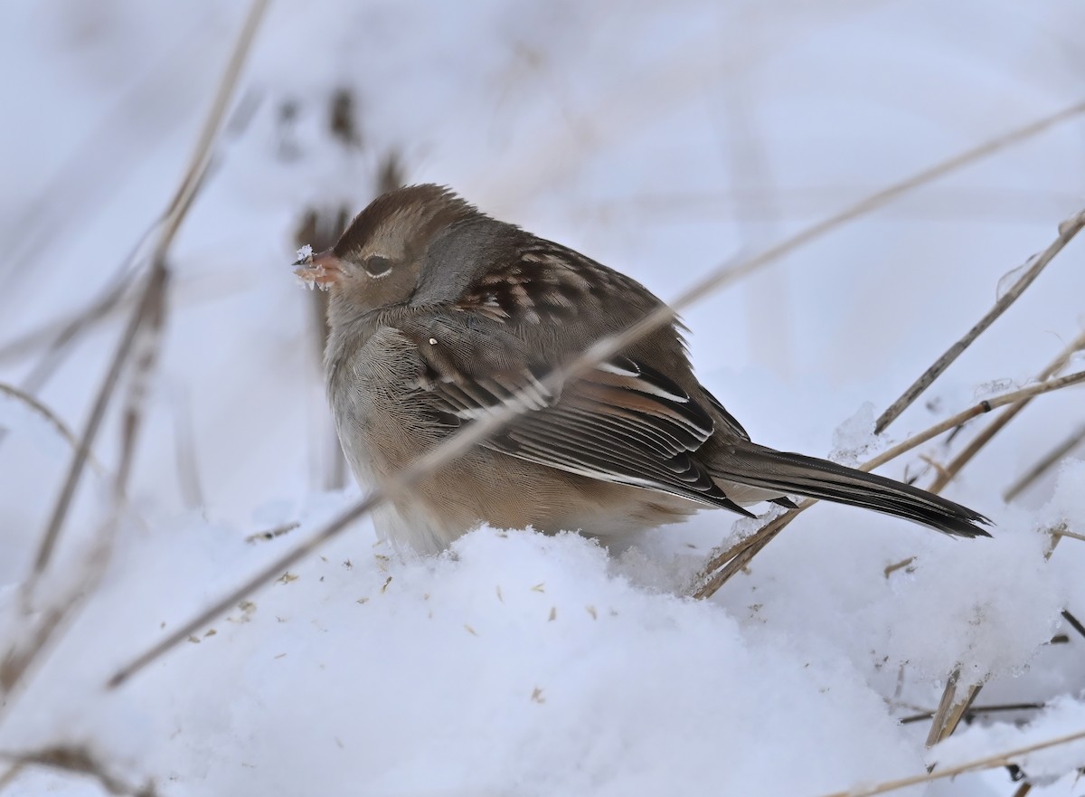 White-crowned Sparrow - ML644962497