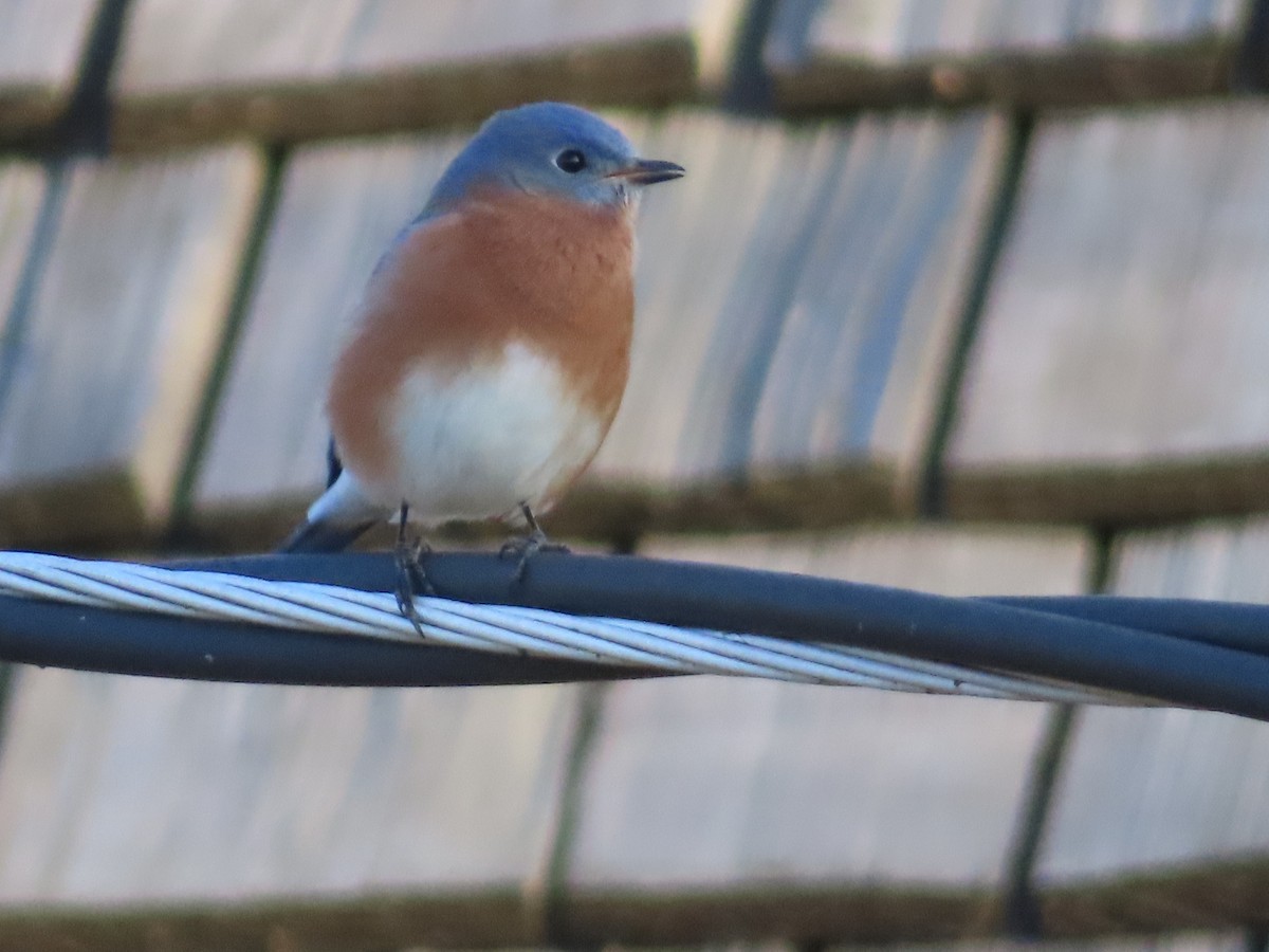 Eastern Bluebird - ML644962513