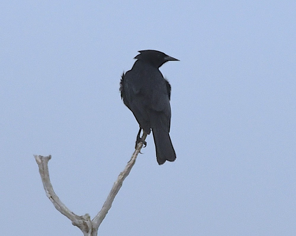 Austral Blackbird - ML644962530