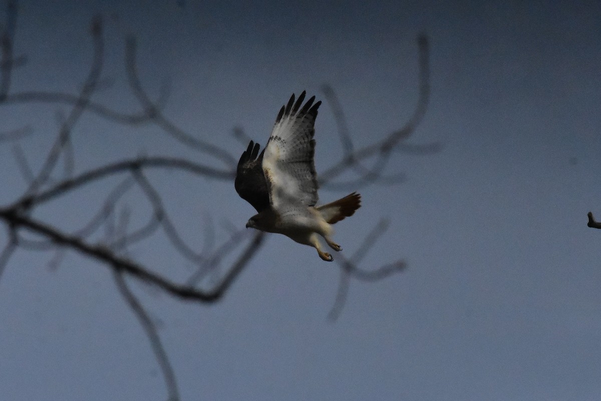 Red-tailed Hawk - ML644962538