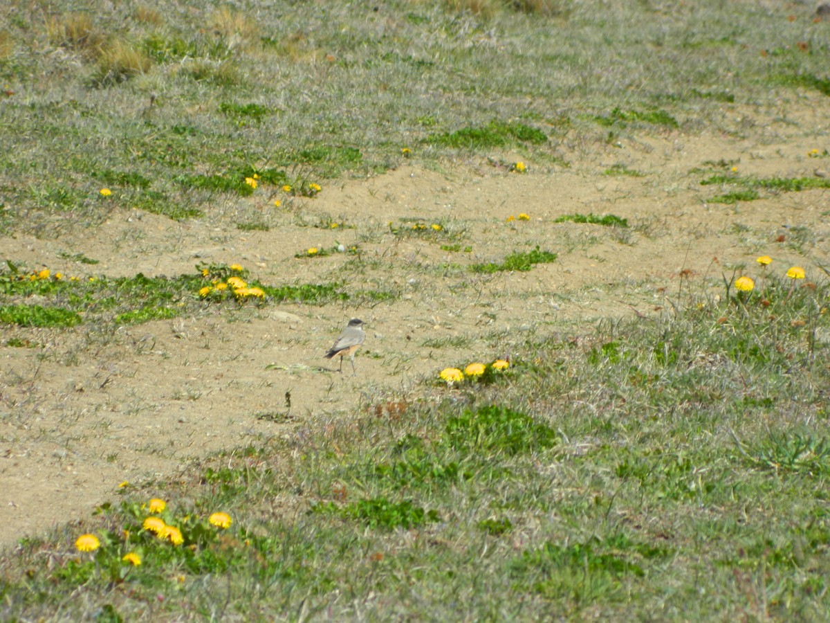 kanelmarktyrann - ML644962539