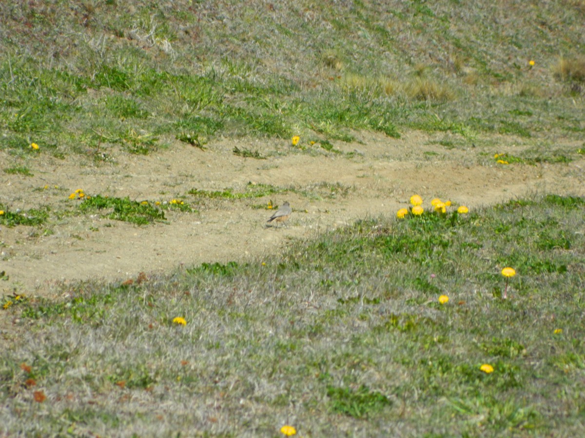 kanelmarktyrann - ML644962540