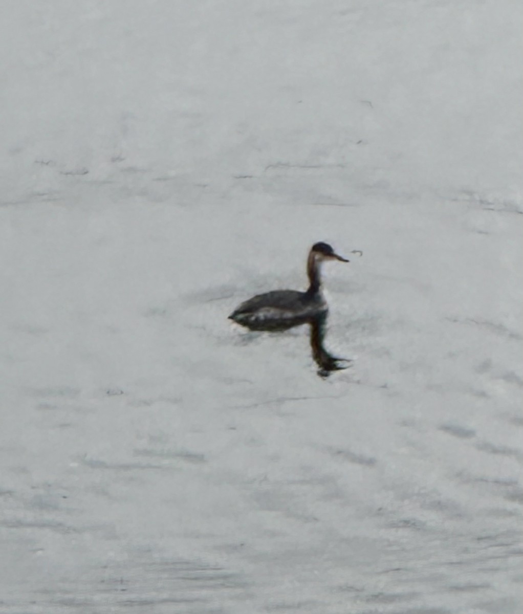 Red-necked Grebe - ML644962541