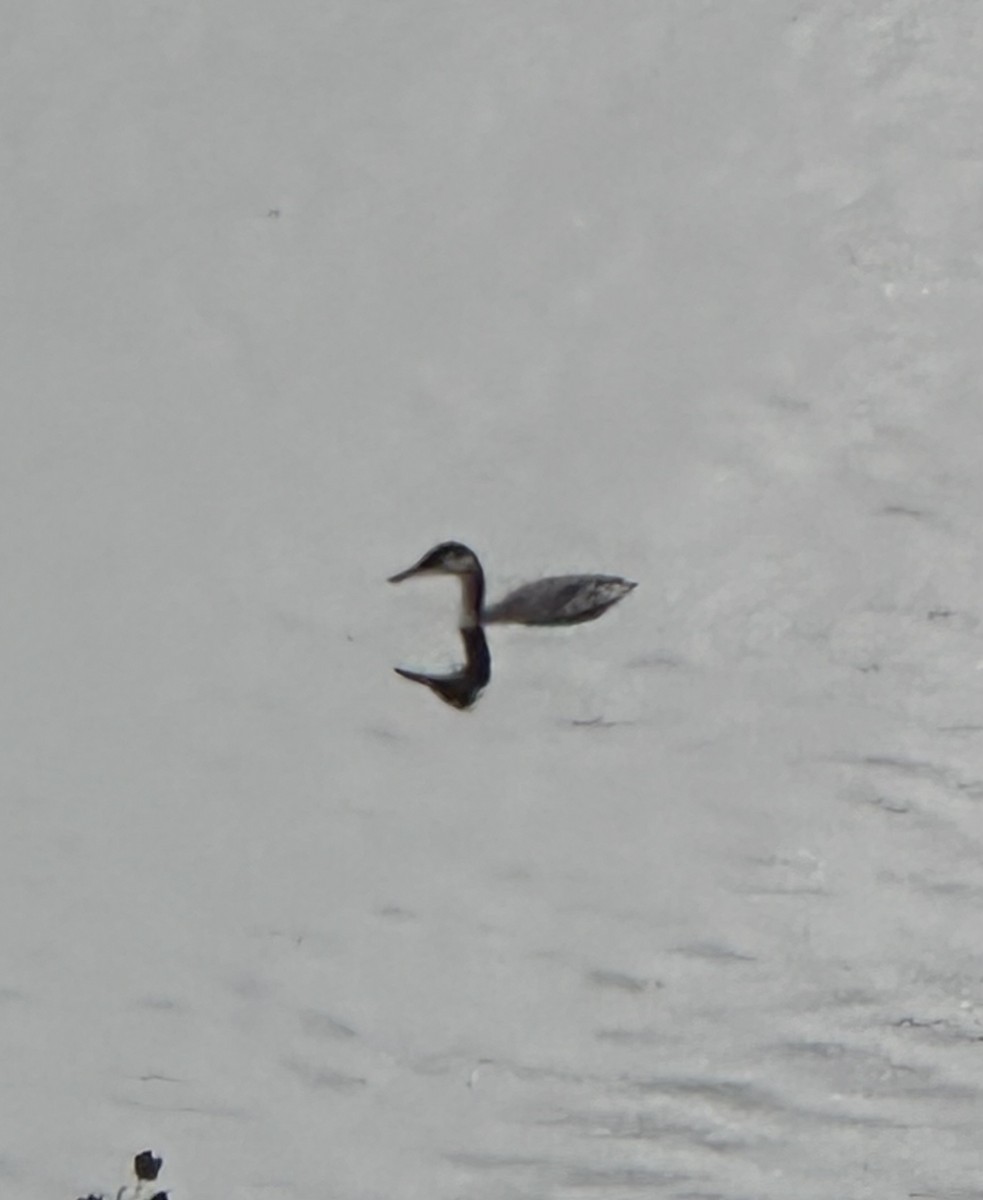 Red-necked Grebe - ML644962542