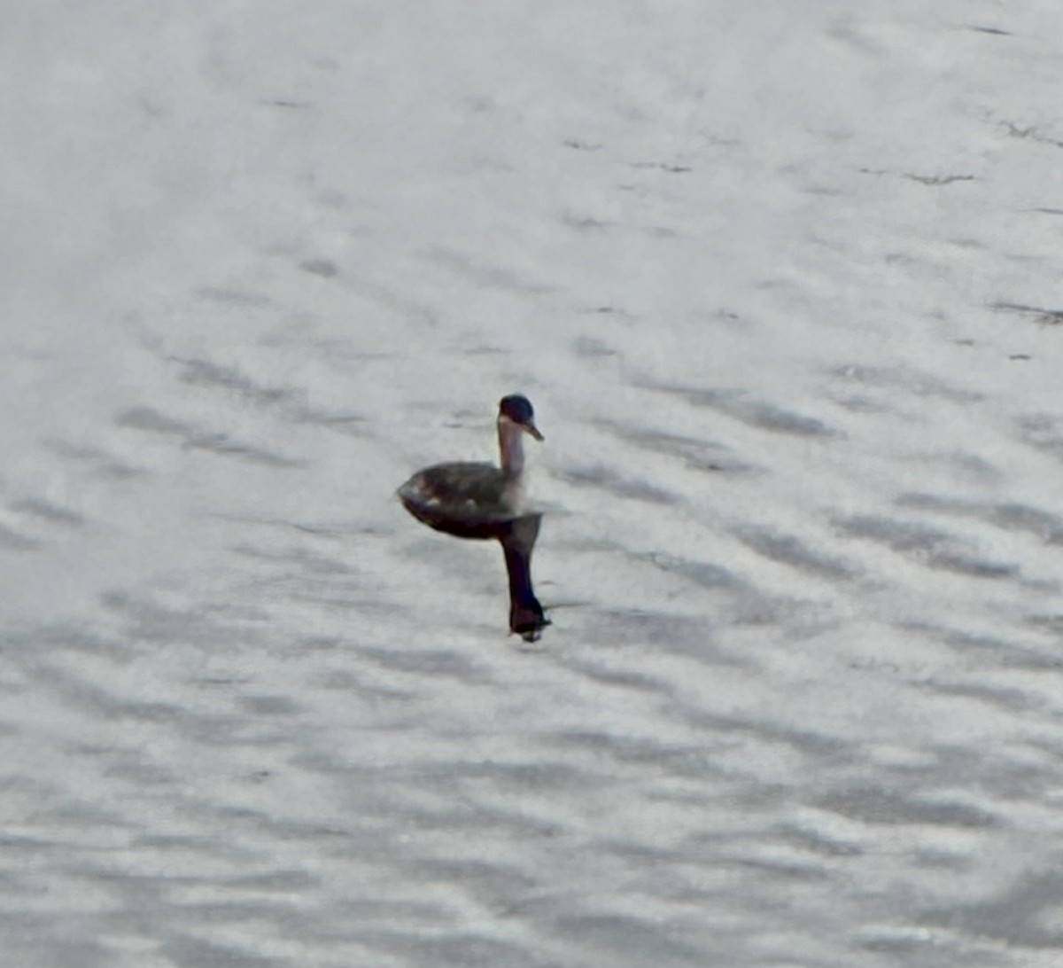 Red-necked Grebe - ML644962543