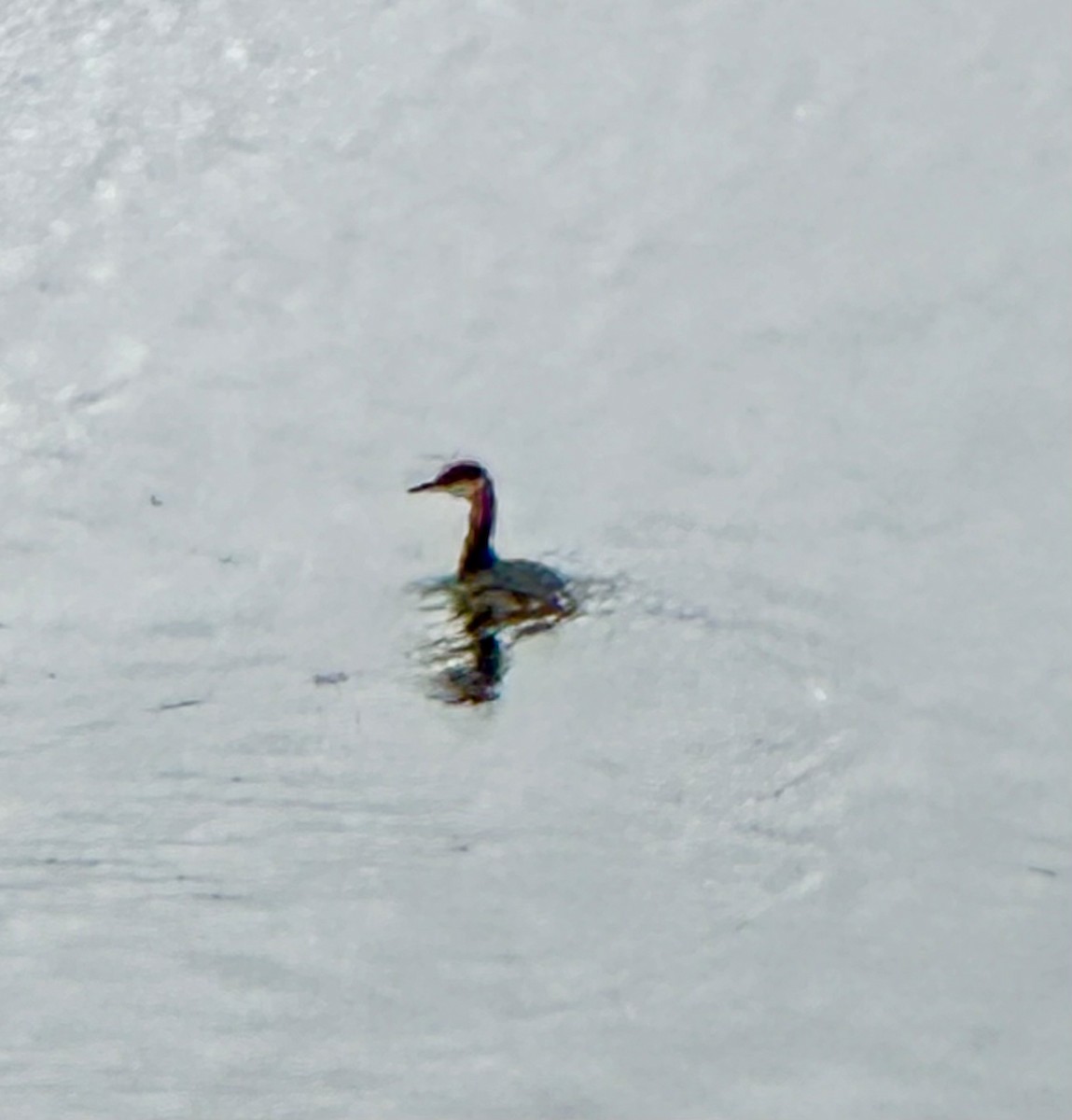 Red-necked Grebe - ML644962544